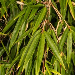 Fargesia robusta - Niet-woekerende bamboe