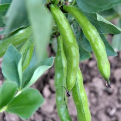 Tuinboon Aguadulce BIO - Vicia faba