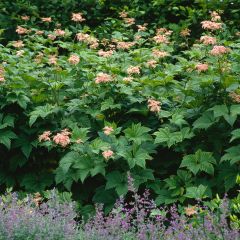 Filipendula camtschatica - Moerasspirea