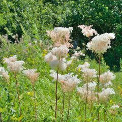 Filipendula palmata - Moerasspirea