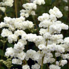 Filipendula ulmaria Plena - Moerasspirea