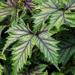 Filipendula Red Umbrellas - Moerasspirea