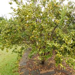Marumi kumquat