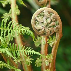 Dicksonia antarctica - Tasmaanse boomvaren