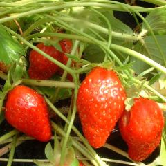 Aardbei Ciflorette