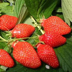 Aardbei Gariguette