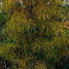 Rhamnus frangula Asplenifolia - Sporkehout