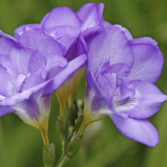 Freesia Double Blauw