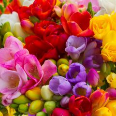 Freesia hybrida (zaad)