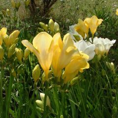 Freesia Geel