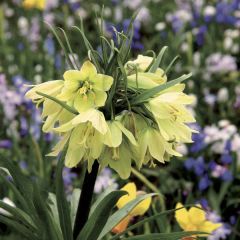 Fritillaria raddeana - Keizerskroon