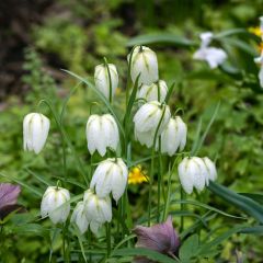 Fritillaria meleagris Alba - Kievitsbloem