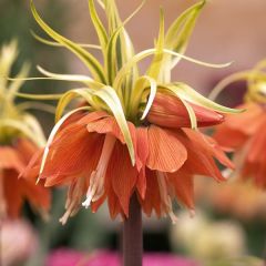 Fritillaria imperialis Aureomarginata - Keizerskroon