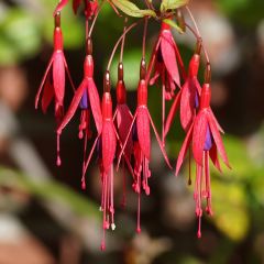 Fuchsia magellanica Riccartonii - Winterharde fuchsia