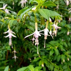Fuchsia magellanica var. molinae - Winterharde fuchsia