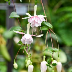 Fuchsia retombend Pink Marshmallow - Bellenplant