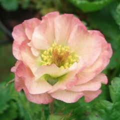 Geum Cosmopolitan - Nagelkruid