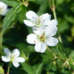 Geranium richardsonii - Ooievaarsbek