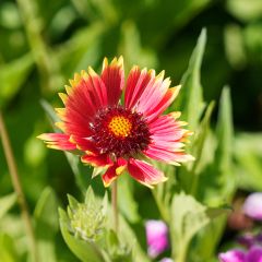 Gaillardia Kobold - Kokardebloem