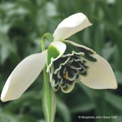 Galanthus nivalis Dionysus - Sneeuwklokje