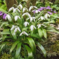 Galanthus woronowii - Glanzend sneeuwklokje