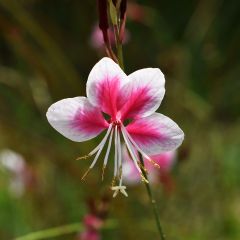Gaura lindheimeri Siskiyou Pink - Prachtkaars