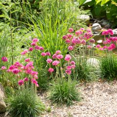 Armeria maritima Düsseldorfer Stolz - Engels gras