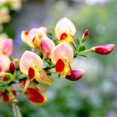 Cytisus scoparius Goldfinch - Brem
