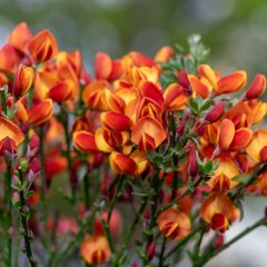 Cytisus scoparius Lena - Brem