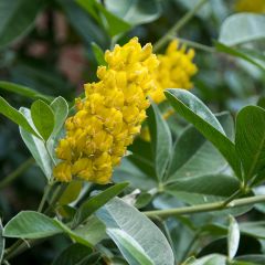 Cytisus battandieri - Marokkaanse boombrem