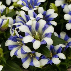 Gentiaan Royal Stripes - Gentiana scabra