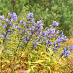 Gentiana asclepiadea - Zijdeplantgentiaan