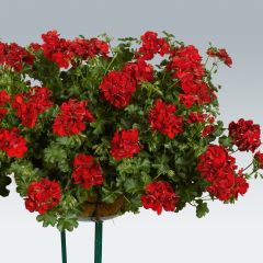 Pelargonium peltatum Ruby - Hanggeranium dubbel