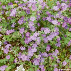 Geranium pyrenaicum Bill Wallis - Bermooievaarsbek
