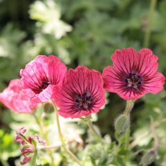 Geranium cinereum Jolly Jewel Salmon - Ooievaarsbek (zaad)