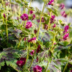 Geranium phaeum Samobor - Donkere ooievaarsbek