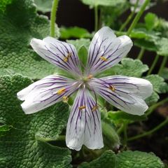 Geranium renardii - Kaukasische ooievaarsbek