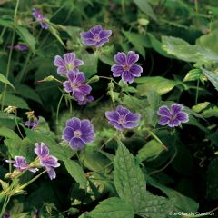 Geranium nodosum Clos du Coudray - Ooievaarsbek