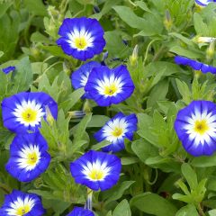 Convolvulus tricolor Pavillon Bleu (zaad) - Dagschone