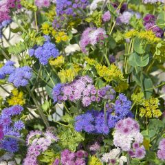 Mexicaantje Timeless Mixed (zaad) - Ageratum houstonianum