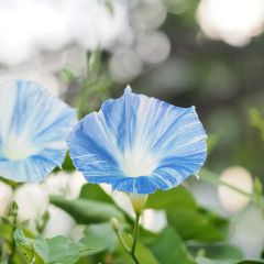 Ipomoea tricolor Flying Saucer (zaad) - Klimmende winde