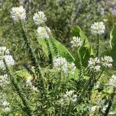 Cleome hassleriana Helen Campbell (zaad) - Kattensnor