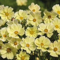 Cosmea Xanthos (zaad) - Cosmos bipinnatus
