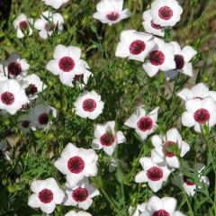 Linum grandiflorum Bright Eyes (zaad) - Rood vlas