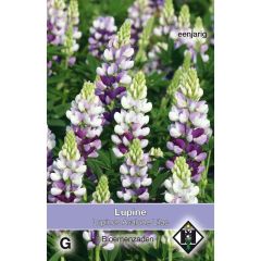 Lupinus hartwegii Avalune Lilac (zaad) - Eenjarige lupine