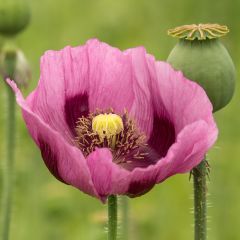 Slaapbol - Papaver somniferum (zaad)
