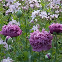 Papaver somniferum Purple Peony (zaad) - Eenjarige slaapbol