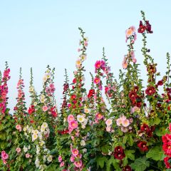 Alcea ficifolia Antwerp Stars Mix (zaad) - Vijgbladige stokroos