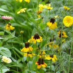 Rudbeckia amplexicaulis (zaad) - Zonnehoed