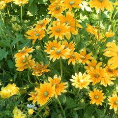 Rudbeckia hirta Prairie Sun (zaad) - Zonnehoed